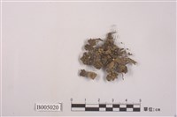 藏品(羊角衣屬)的圖片